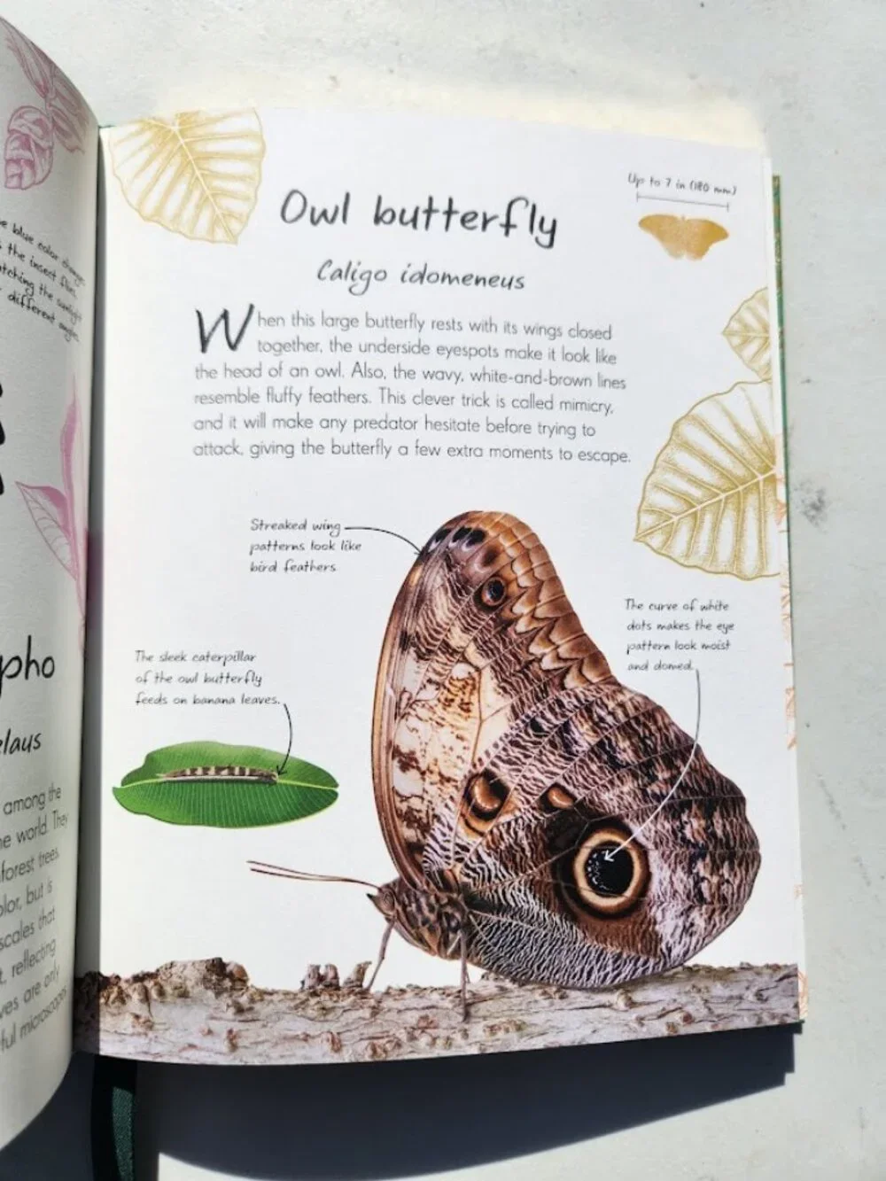 Anthology of Butterflies and Moths from Around the World Hardcover Book